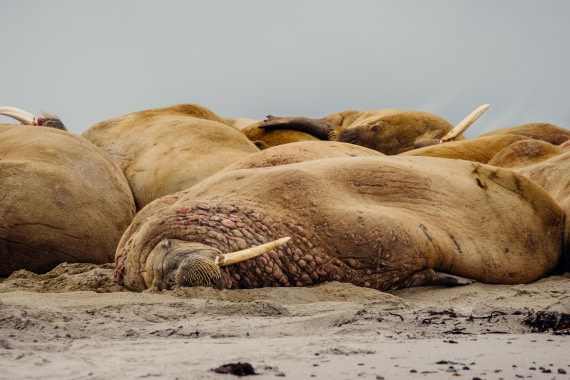 OTL04-24, Day 2, 2B5A7662 © Juan Martin Berenstein - Oceanwide Expeditions.jpg