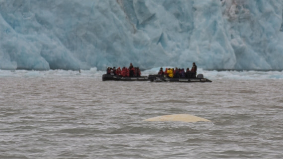 HDS05-24, Day 3, _DSC4095 © Unknown photographer - Oceanwide Expeditions.jpg