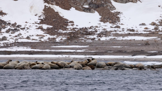 HDS05-24, Day 4, 4Q9A8570 © Katlyn Taylor - Oceanwide Expeditions.jpg