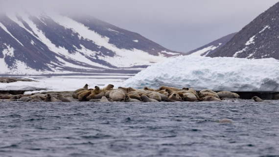 HDS05-24, Day 4, 4Q9A8618 © Katlyn Taylor - Oceanwide Expeditions.jpg