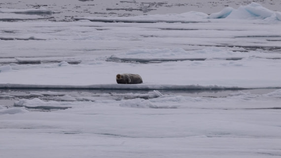 HDS05-24, Day 5, 4Q9A8748 © Katlyn Taylor - Oceanwide Expeditions.jpeg