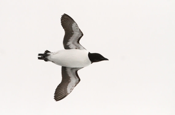 HDS05-24, Day 5, IMG_1699 © Simon Davies - Oceanwide Expeditions.JPG