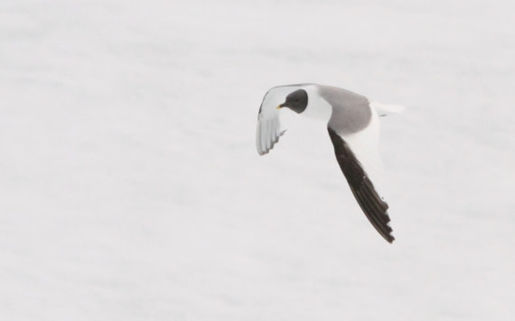 HDS05-24, Day 5, IMG_1795 © Simon Davies - Oceanwide Expeditions.JPG