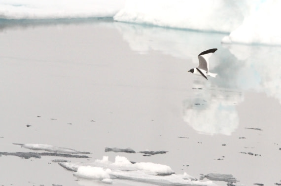 HDS05-24, Day 5, IMG_1880 © Simon Davies - Oceanwide Expeditions.JPG