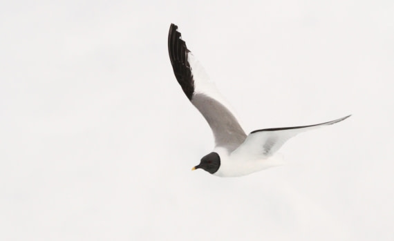 HDS05-24, Day 5, IMG_1905 © Simon Davies - Oceanwide Expeditions.JPG