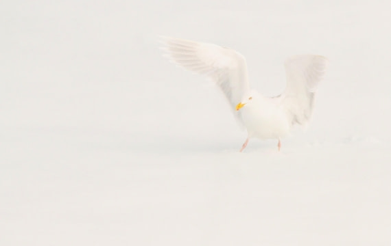 HDS05-24, Day 5, IMG_1971 © Simon Davies - Oceanwide Expeditions.JPG