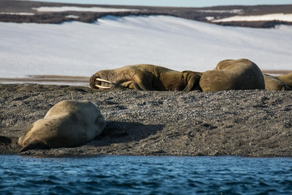 HDS05-24, Day 6, _DSC4235 © Unknown photographer - Oceanwide Expeditions.jpg