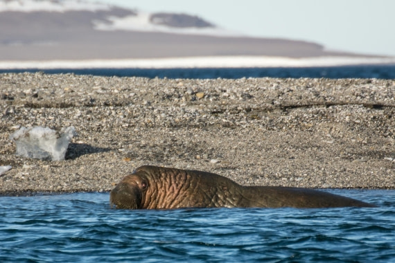 HDS05-24, Day 6, _DSC4247 © Unknown photographer - Oceanwide Expeditions.jpg