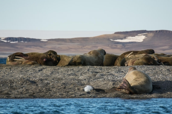 HDS05-24, Day 6, _DSC4261 © Unknown photographer - Oceanwide Expeditions.jpg