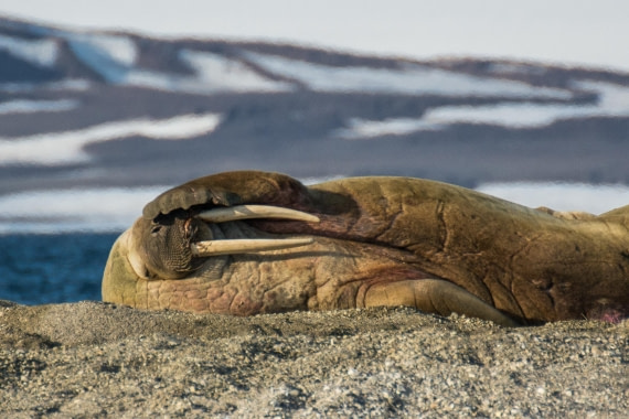 HDS05-24, Day 6, _DSC4269 © Unknown photographer - Oceanwide Expeditions.jpg