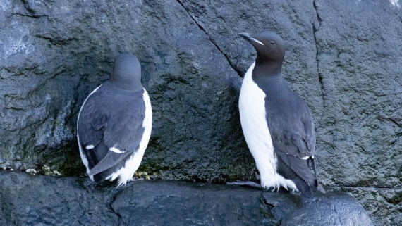 HDS05-24, Day 6, 4Q9A9270 © Katlyn Taylor - Oceanwide Expeditions.jpeg