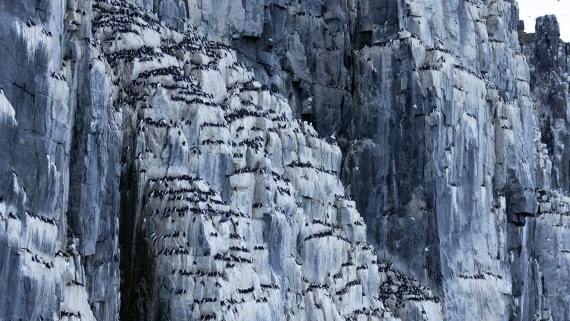 HDS05-24, Day 6, 4Q9A9382 © Katlyn Taylor - Oceanwide Expeditions.jpeg