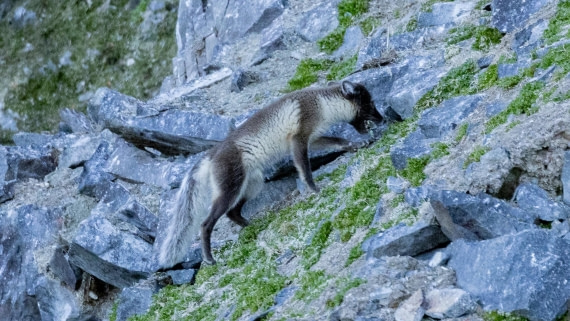 HDS05-24, Day 6, 4Q9A9479 © Katlyn Taylor - Oceanwide Expeditions.jpeg