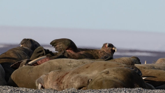 HDS05-24, Day 6, 4Q9A9575 © Katlyn Taylor - Oceanwide Expeditions.jpeg