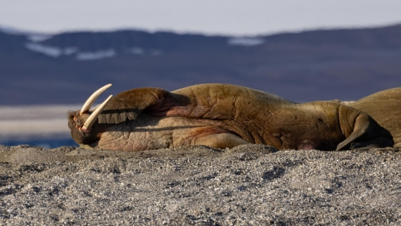 HDS05-24, Day 6, 4Q9A9578 © Katlyn Taylor - Oceanwide Expeditions.jpeg