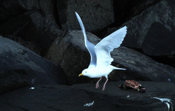 HDS05-24, Day 6, IMG_2635 © Simon Davies - Oceanwide Expeditions.JPG