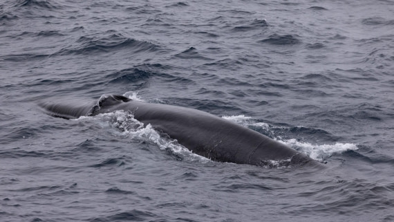 HDS05-24, Day 7, 4Q9A9631 © Katlyn Taylor - Oceanwide Expeditions.jpeg