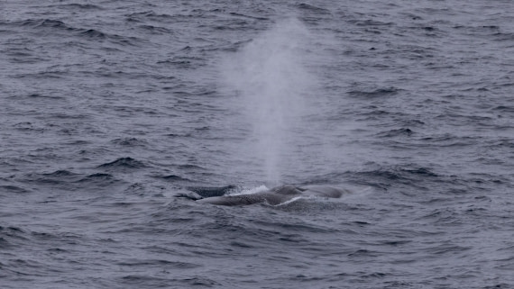 HDS05-24, Day 7, 4Q9A9649 © Katlyn Taylor - Oceanwide Expeditions.jpeg