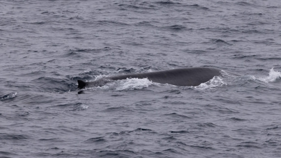 HDS05-24, Day 7, 4Q9A9662 © Katlyn Taylor - Oceanwide Expeditions.jpeg