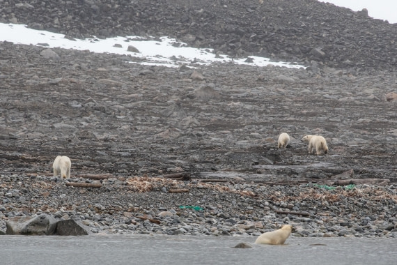 PLA05-24, Day 2, Polar Bear 28June 2024 -1 © Ross Wheeler - Oceanwide Expeditions.jpg