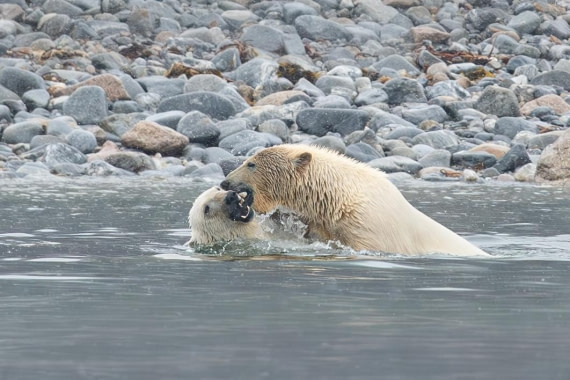 PLA05-24, Day 2, Polar Bear 28June 2024 -2 © Ross Wheeler - Oceanwide Expeditions.jpg