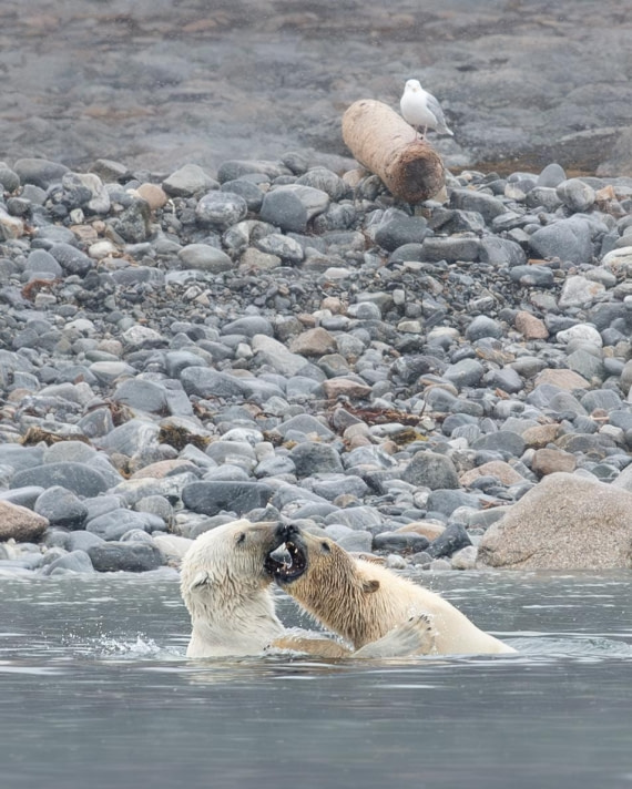 PLA05-24, Day 2, Polar Bear 28June 2024 -3 © Ross Wheeler - Oceanwide Expeditions.jpg