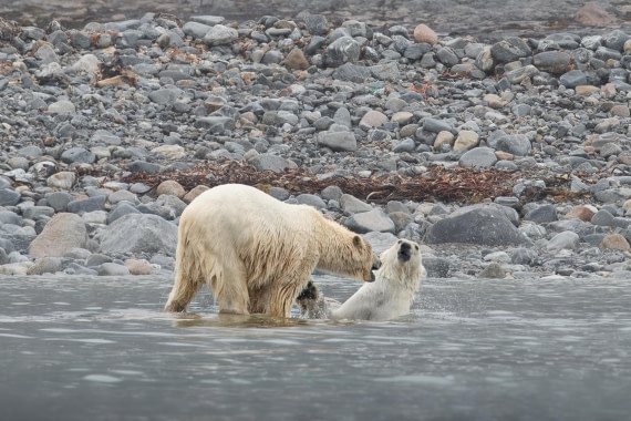PLA05-24, Day 2, Polar Bear 28June 2024 -4 © Ross Wheeler - Oceanwide Expeditions.jpg