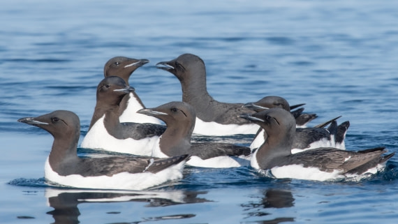 PLA05-24, Day 5, Alkefjellet (9) © Ross Wheeler - Oceanwide Expeditions.jpg