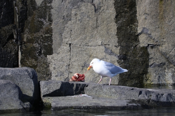 PLA05-24, Day 5, Glaucus gull eat guillimot © Unknown photographer - Oceanwide Expeditions.JPG