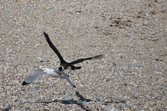 PLA05-24, Day 5, Skua attacks kittiwake © Unknown photographer - Oceanwide Expeditions.JPG