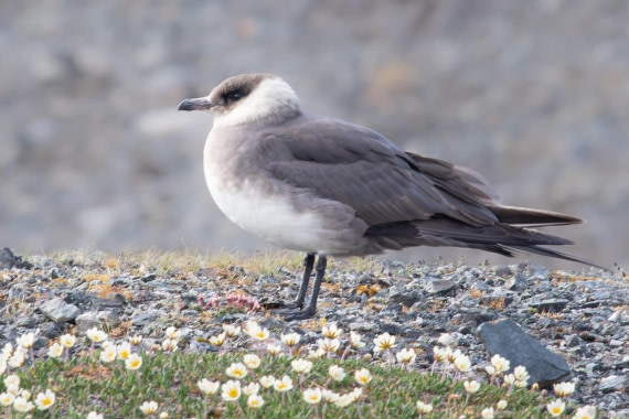 PLA05-24, Day 6, Arctic Skua © Ross Wheeler - Oceanwide Expeditions.jpg