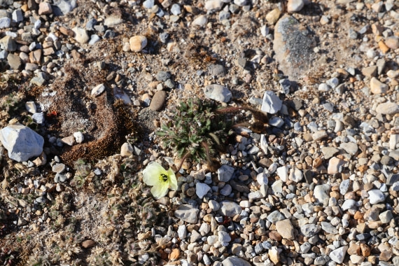 PLA05-24, Day 5, Svalbard poppy © Unknown photographer - Oceanwide Expeditions.JPG
