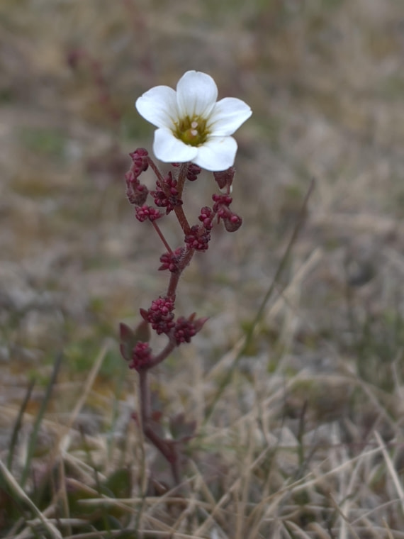 PLA05-24, Day 6, IMG_5106 © Unknown photographer - Oceanwide Expeditions.jpg