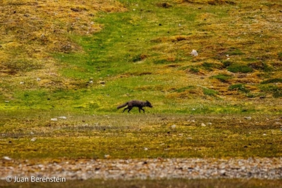 OTL05-24, Day 8, Picture22 © Juan Berenstein - Oceanwide Expeditions.jpg