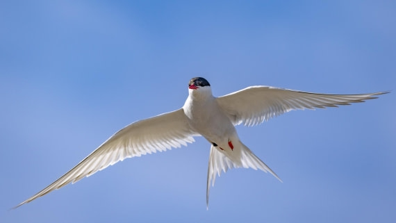 HDS06-24, Day 2, 4Q9A0004 © Katlyn Taylor - Oceanwide Expeditions.jpeg