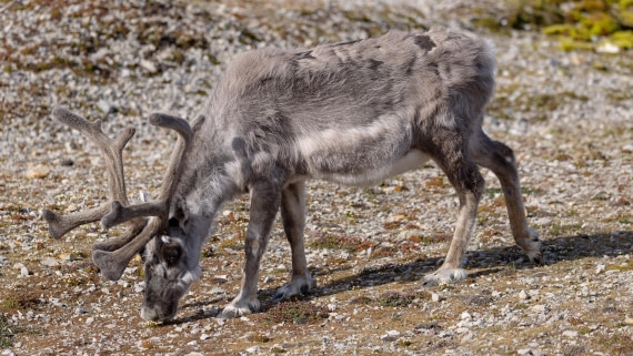 HDS06-24, Day 2, 4Q9A0103 © Katlyn Taylor - Oceanwide Expeditions.jpeg