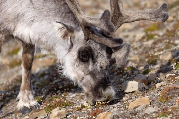HDS06-24, Day 2, 4Q9A0129 © Katlyn Taylor - Oceanwide Expeditions.jpeg