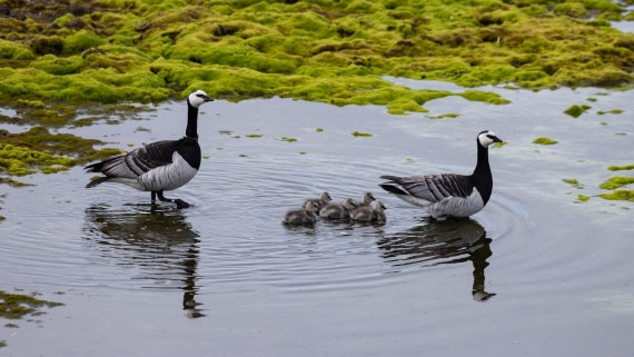HDS06-24, Day 2, 4Q9A0248 © Katlyn Taylor - Oceanwide Expeditions.jpeg