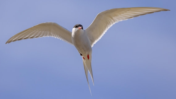 HDS06-24, Day 2, 4Q9A9996 © Katlyn Taylor - Oceanwide Expeditions.jpeg