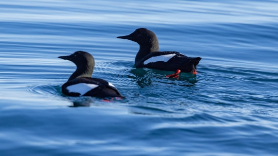 HDS06-24, Day 4, 4Q9A0509 © Katlyn Taylor - Oceanwide Expeditions.jpeg