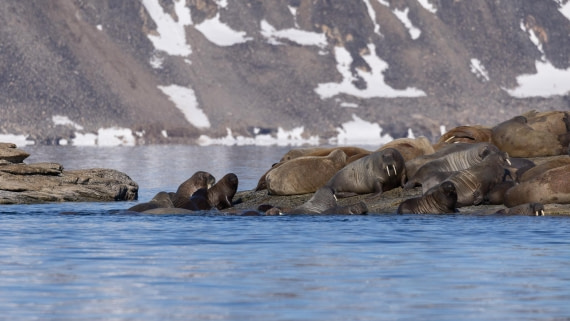 HDS06-24, Day 4, 4Q9A0590 © Katlyn Taylor - Oceanwide Expeditions.jpeg