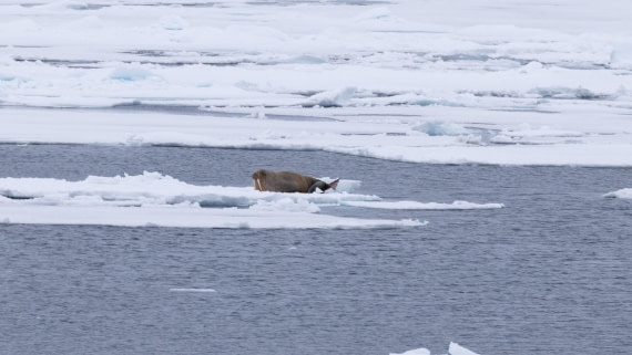HDS06-24, Day 5, 4Q9A0603 © Katlyn Taylor - Oceanwide Expeditions.jpg