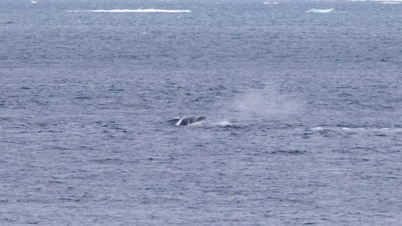 HDS06-24, Day 5, 4Q9A0669 © Katlyn Taylor - Oceanwide Expeditions.jpg