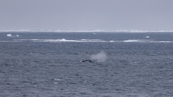 HDS06-24, Day 5, 4Q9A0707 © Katlyn Taylor - Oceanwide Expeditions.jpg