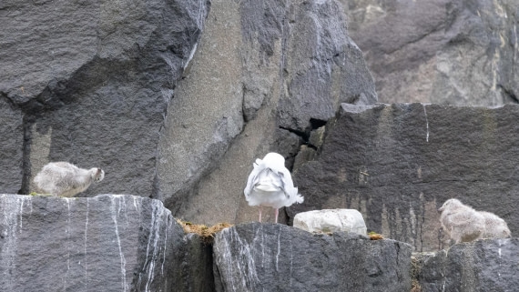 HDS06-24, Day 6, 4Q9A0733 © Katlyn Taylor - Oceanwide Expeditions.jpeg