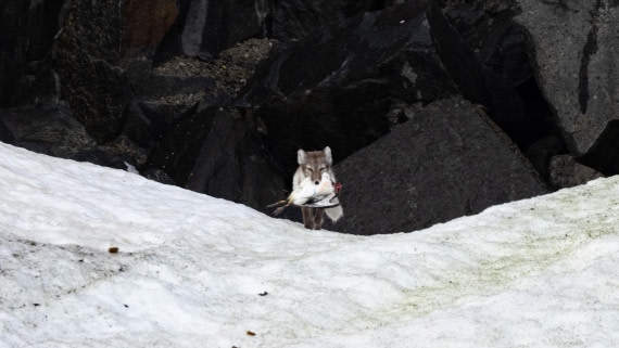 HDS06-24, Day 6, 4Q9A0749 © Katlyn Taylor - Oceanwide Expeditions.jpeg