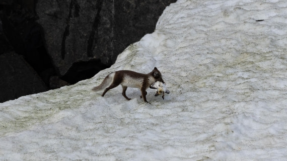 HDS06-24, Day 6, 4Q9A0763 © Katlyn Taylor - Oceanwide Expeditions.jpeg