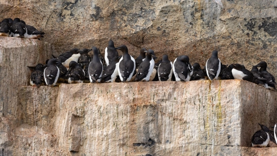 HDS06-24, Day 6, 4Q9A0869 © Katlyn Taylor - Oceanwide Expeditions.jpeg