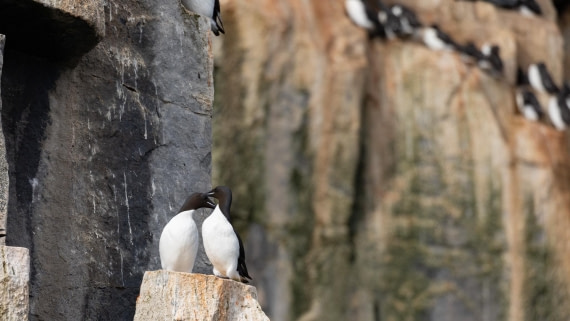 HDS06-24, Day 6, 4Q9A0875 © Katlyn Taylor - Oceanwide Expeditions.jpeg