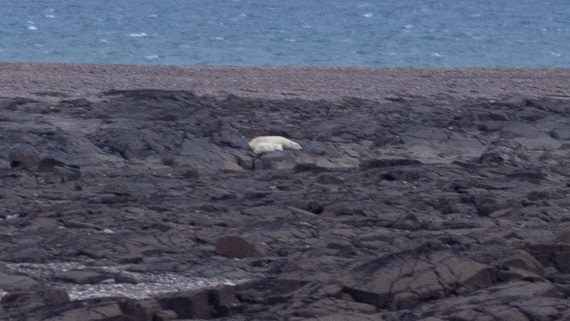 HDS06-24, Day 6, 4Q9A0986 © Katlyn Taylor - Oceanwide Expeditions.jpeg